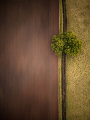 A lone tree separating two different farmers fields near woodland, drone view