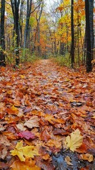 Autumn Trail Covered in Colorful Fallen Leaves