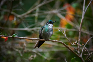 Kolibri in Costa Rica
