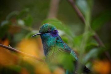 Fototapeta premium Kolibri in Costa Rica
