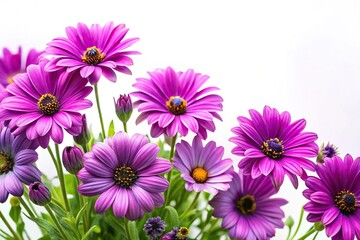 wide-angle stock photo of purple summer flowers on white background