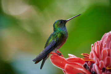 Fototapeta premium Kolibri in Costa Rica