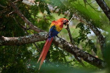 Red Macaw in Costa Rica