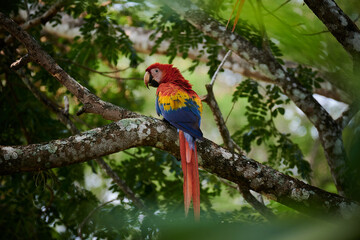 Red Macaw in Costa Rica