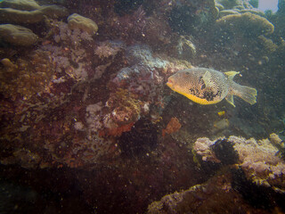 Map Puffer (Arothron mappa), or Scribbled toadfish, at a coral reef outside Puerto Galera, Philippines. This is in the center of the coral triangle