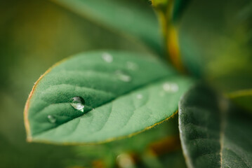 water drops on leaf