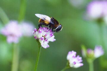 ミゾソバの蜜を吸うオオハナアブ