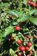 Obraz premium Closeup of sunlit red Crab Apples, Suffolk England 