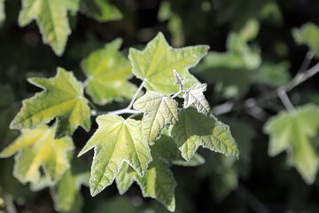 Macro image of White Poplar leaves, Suffolk England
