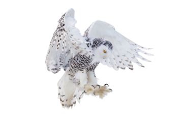 Owl in flight. Snowy owl, Bubo scandiacus, flies with spread wings, landing on rotten stump. Isolated on white background. Beautiful white polar bird with yellow eyes. Wild arctic owl hunting. Winter