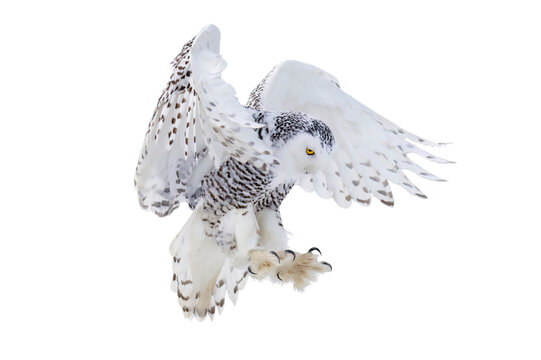 Owl in flight. Snowy owl, Bubo scandiacus, flies with spread wings, landing on rotten stump. Isolated on white background. Beautiful white polar bird with yellow eyes. Wild arctic owl hunting. Winter