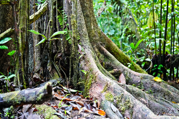 Urwald Costa Rica