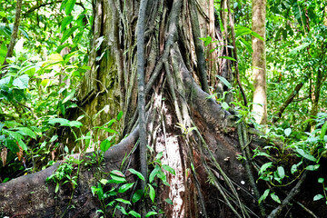 Urwald Costa Rica