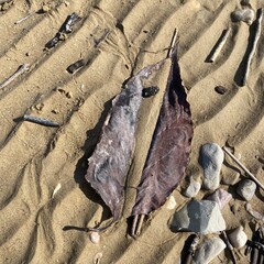 Foglia secca sulla spiaggia