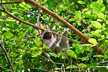 Sloth in Costa Rica