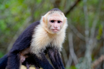 Capuchin Monkey in Costa Rica