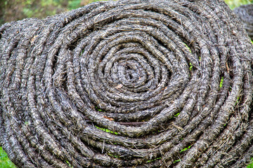 Twigs and branches of trees woven into a spiral on a clear sunny day. Flora plants flowers floristry.