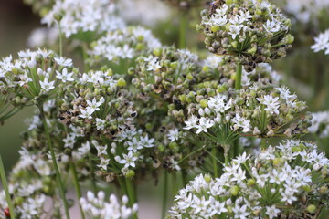 Garlic flower in vegetable garden. Allium sativum.