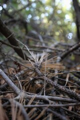 A Tangled Web of Fallen Branches, Sunlight Filtering Through the Canopy Above