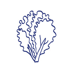 Lettuce. Vegetable sketch. Hand drawn blue pen or marker drawing. Primitive kids picture