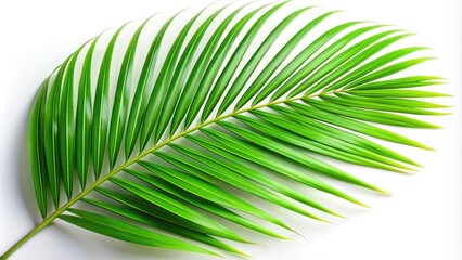 Obraz premium Lush green palm leaf on a white backdrop, ideal for eco-conscious projects and designs, reflecting nature's elegance and promoting sustainability in artistic expressions.