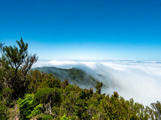 View from the so-called fairy garden on Madeira over the cloud cover. Old laurel trees can be seen in the foreground.