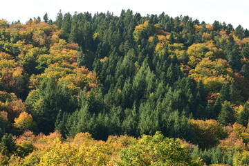 Forest in autumn in France