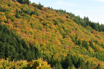 Forest in autumn in France