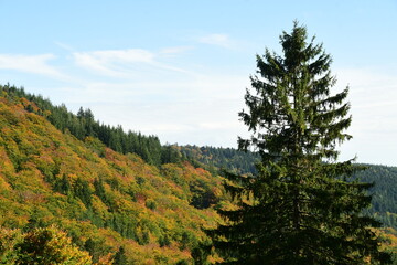Forest in autumn in France
