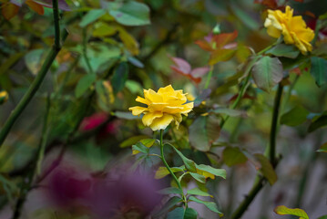 黄色い薔薇　ランドラ