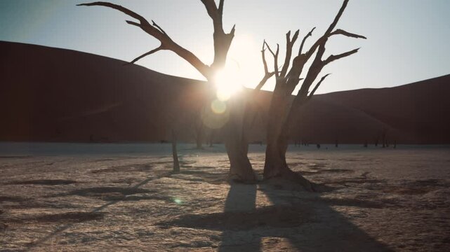 Side panning of the dry trees at the famous Deadvlei in a beautiful sunrise at Sossusvlei, Sesriem, Namibia, Africa