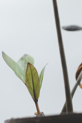 Close up of green leaves on a blurred background, Zamioculcas Zamiifolia Black, House plant - Zamioculcas Zamiifolia Black ZZ Plant Rare Aroid Air Purifier
