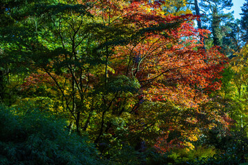 Beautiful Autumn Background: Red Maple Leaves on a Sunny Day.