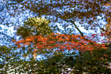 Beautiful Autumn Background: Red Maple Leaves on a Sunny Day.