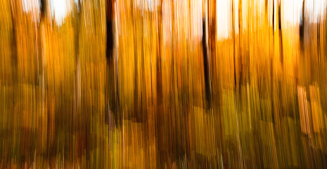 Blurred image of autumn forest.