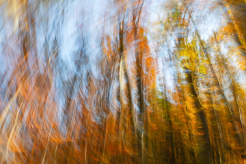 Blurred image of autumn forest.