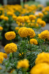 Bright yellow marigolds in full bloom, creating a vibrant and colorful natural scene.