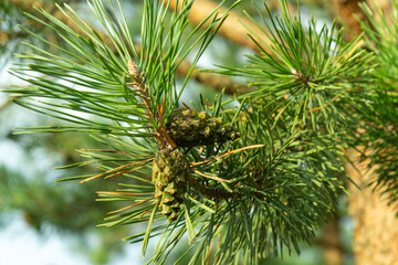 Two closed green Lodgepole Pinecone on a pine branch with green needles in coniferous forest of mountains