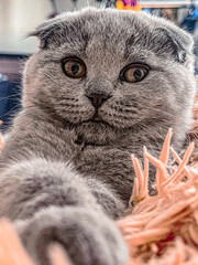 Scottish fold kitten lies on the bed with its paws folded