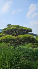 Always green pine trees in a green forest