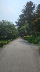 The road to the nostalgic forest