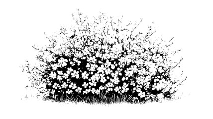 Bush with many small circular flowers blooming in an open meadow, vector illustration art