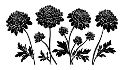 Chrysanthemum flowers with layered petals in a garden bed, vector illustration art