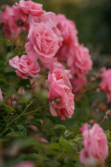 pink roses are blooming in the garden