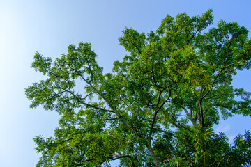 Green Tree Branches Reaching into the Clear Blue Sky