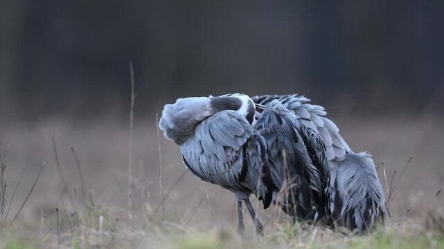Common crane bird ( Grus grus )	