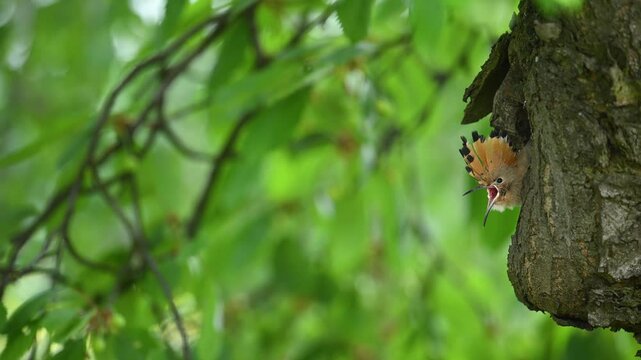 Eurasian hoopoe bird feeding juvenile ( Upupa epops )	