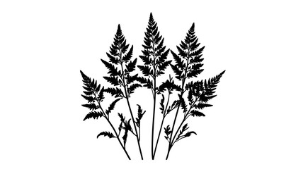 Astilbe with feathery plumes in a woodland garden setting, vector illustration art