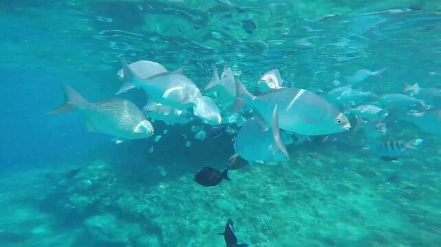 Huge School of Colorful Fish swimming in the Caribbean Sea on San Andres Island in Colombia. Shoaling and Schooling. Underwater Biodiversity Concept. Scuba diving in the Deep Blue Ocean
