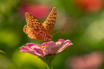 Great Spangled Fritillary Butterfly gathers nectar from summer flowers